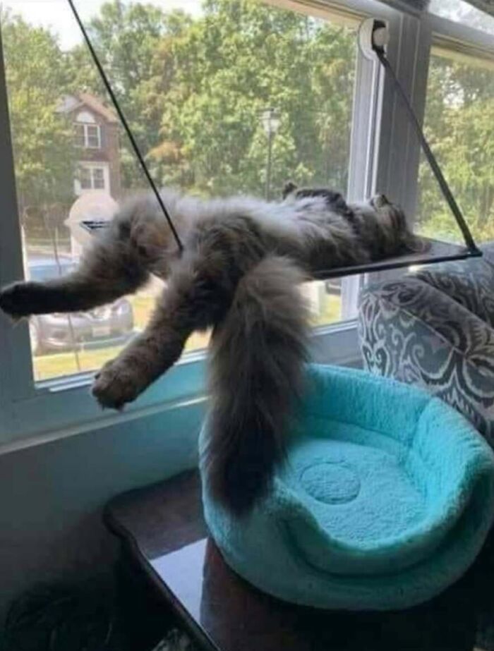 This Page Shared 51 Photos Of Cats In Ridiculous Positions And Places This Page Shared 51 Photos Of Cats In Ridiculous Positions And Places