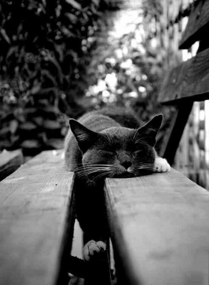 This Page Shared 51 Photos Of Cats In Ridiculous Positions And Places This Page Shared 51 Photos Of Cats In Ridiculous Positions And Places