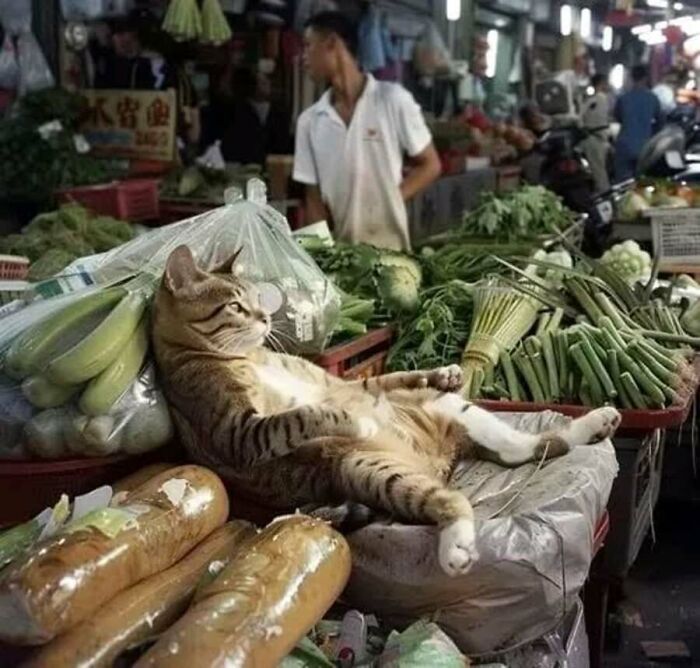 This Page Shared 51 Photos Of Cats In Ridiculous Positions And Places This Page Shared 51 Photos Of Cats In Ridiculous Positions And Places