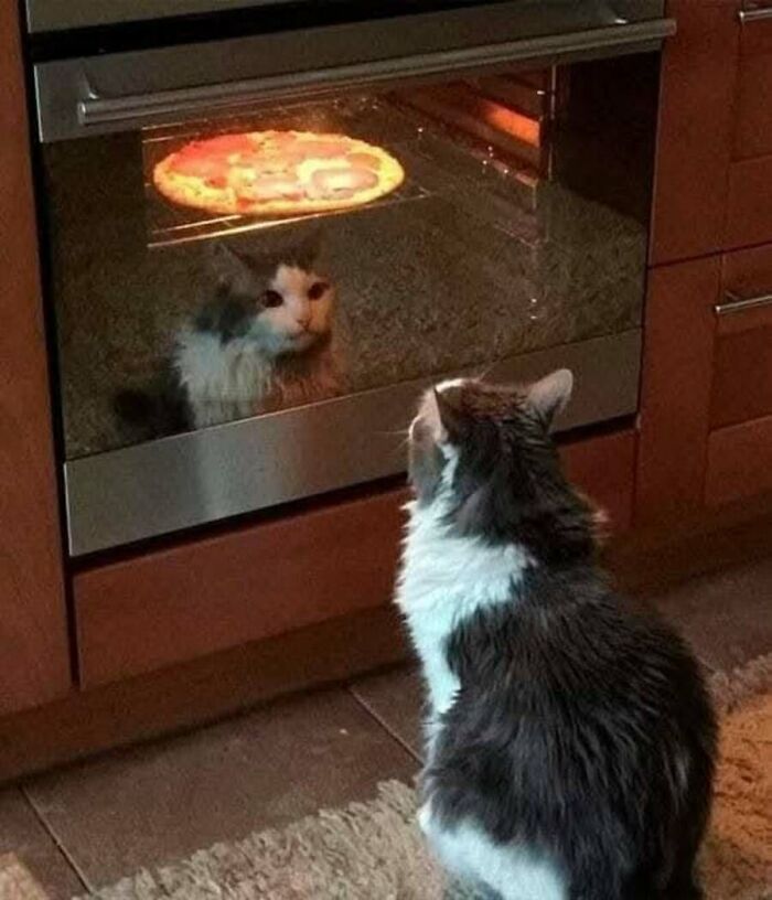 This Page Shared 51 Photos Of Cats In Ridiculous Positions And Places This Page Shared 51 Photos Of Cats In Ridiculous Positions And Places