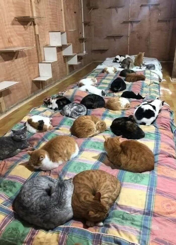 This Page Shared 51 Photos Of Cats In Ridiculous Positions And Places This Page Shared 51 Photos Of Cats In Ridiculous Positions And Places
