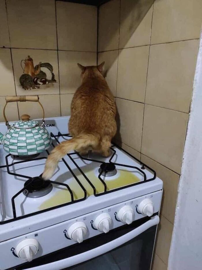 This Page Shared 51 Photos Of Cats In Ridiculous Positions And Places This Page Shared 51 Photos Of Cats In Ridiculous Positions And Places