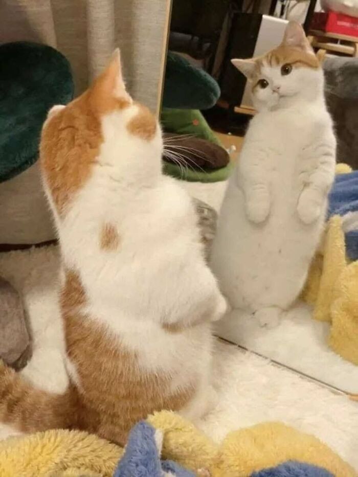 This Page Shared 51 Photos Of Cats In Ridiculous Positions And Places This Page Shared 51 Photos Of Cats In Ridiculous Positions And Places