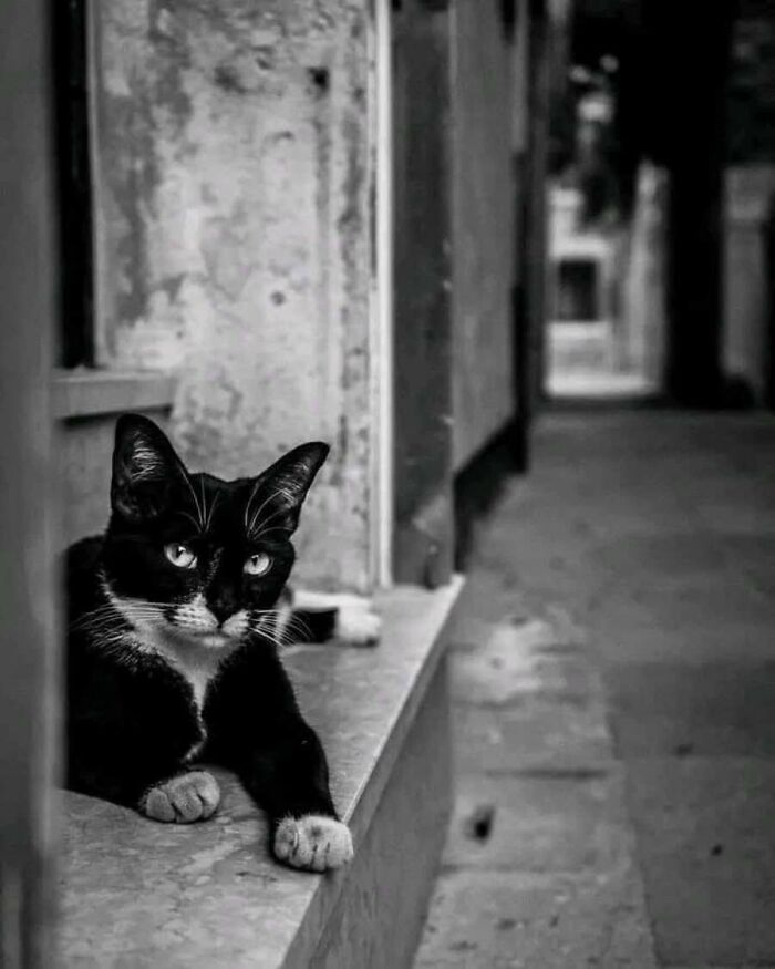This Page Shared 51 Photos Of Cats In Ridiculous Positions And Places This Page Shared 51 Photos Of Cats In Ridiculous Positions And Places
