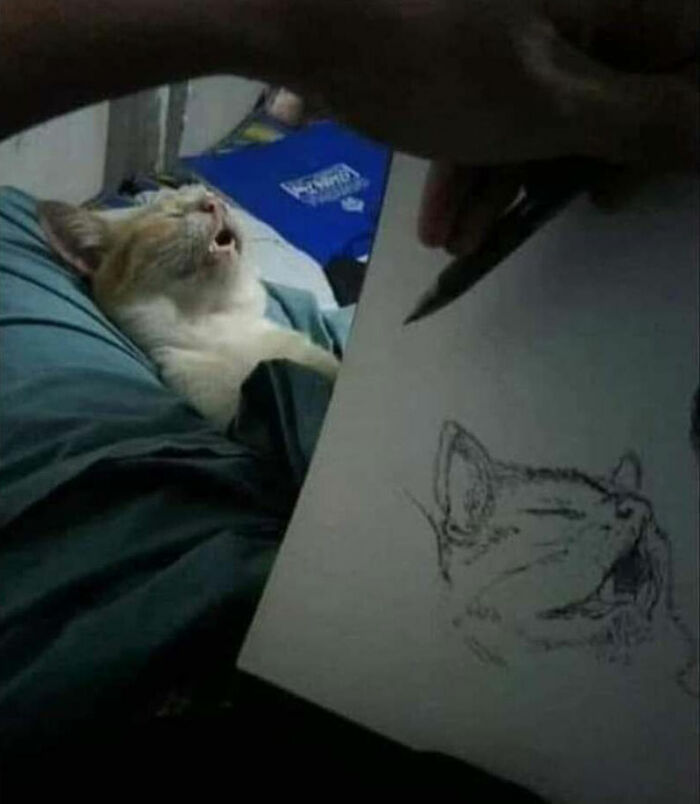 This Page Shared 51 Photos Of Cats In Ridiculous Positions And Places This Page Shared 51 Photos Of Cats In Ridiculous Positions And Places