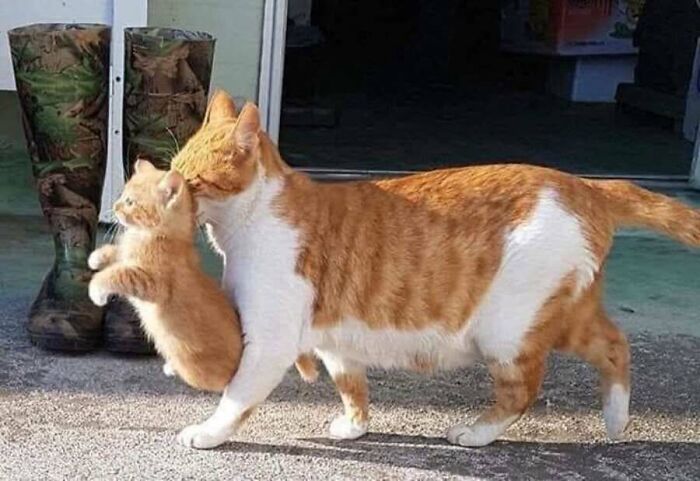 This Page Shared 51 Photos Of Cats In Ridiculous Positions And Places This Page Shared 51 Photos Of Cats In Ridiculous Positions And Places