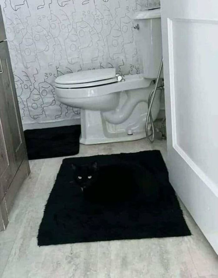 This Page Shared 51 Photos Of Cats In Ridiculous Positions And Places This Page Shared 51 Photos Of Cats In Ridiculous Positions And Places