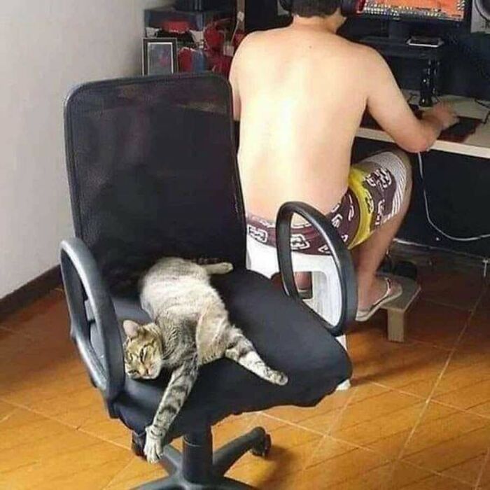 This Page Shared 51 Photos Of Cats In Ridiculous Positions And Places This Page Shared 51 Photos Of Cats In Ridiculous Positions And Places