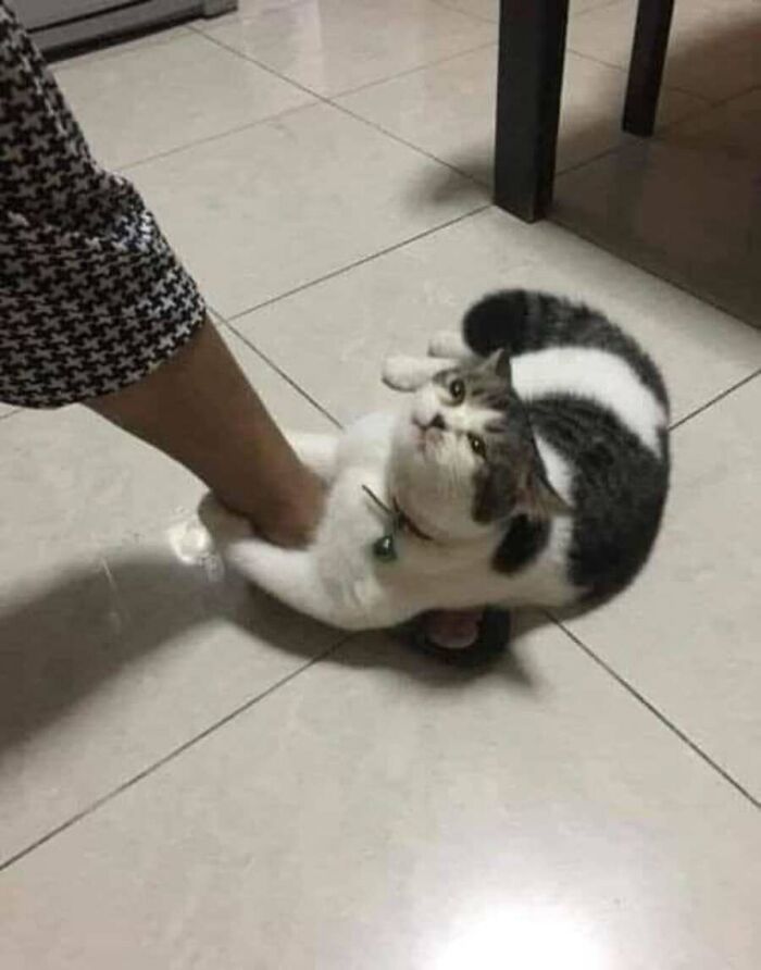 This Page Shared 51 Photos Of Cats In Ridiculous Positions And Places This Page Shared 51 Photos Of Cats In Ridiculous Positions And Places