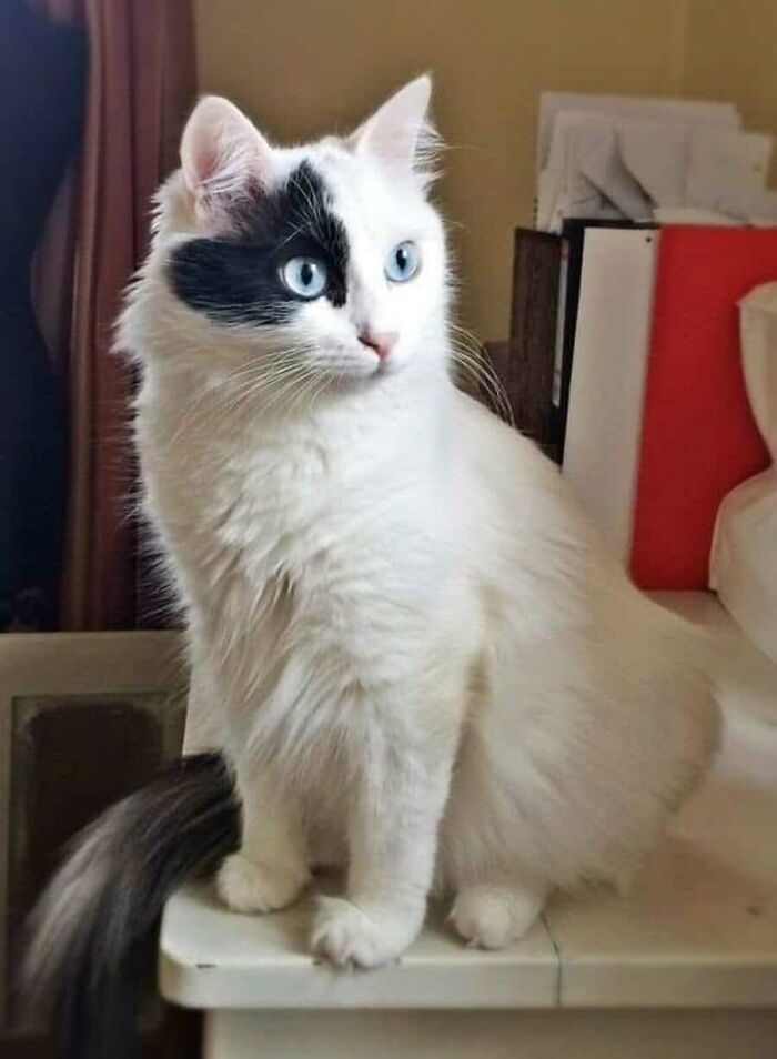 This Page Shared 51 Photos Of Cats In Ridiculous Positions And Places This Page Shared 51 Photos Of Cats In Ridiculous Positions And Places