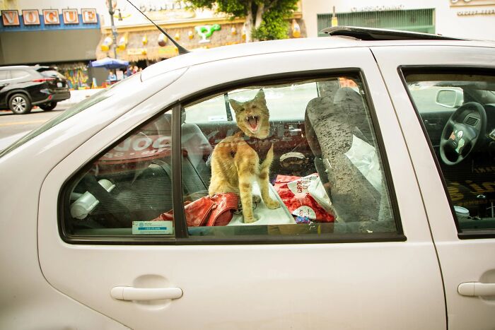 61 Perfectly Timed Street Photos By Jeremy Paige That Might Make You Look Twice 61 Perfectly Timed Street Photos By Jeremy Paige That Might Make You Look Twice