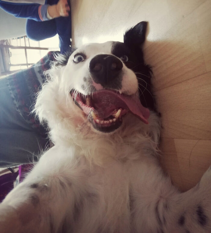 79 Derpy Animals Who Somehow Manage To Be Ridiculous Without Even Trying (New Pics) 79 Derpy Animals Who Somehow Manage To Be Ridiculous Without Even Trying (New Pics)