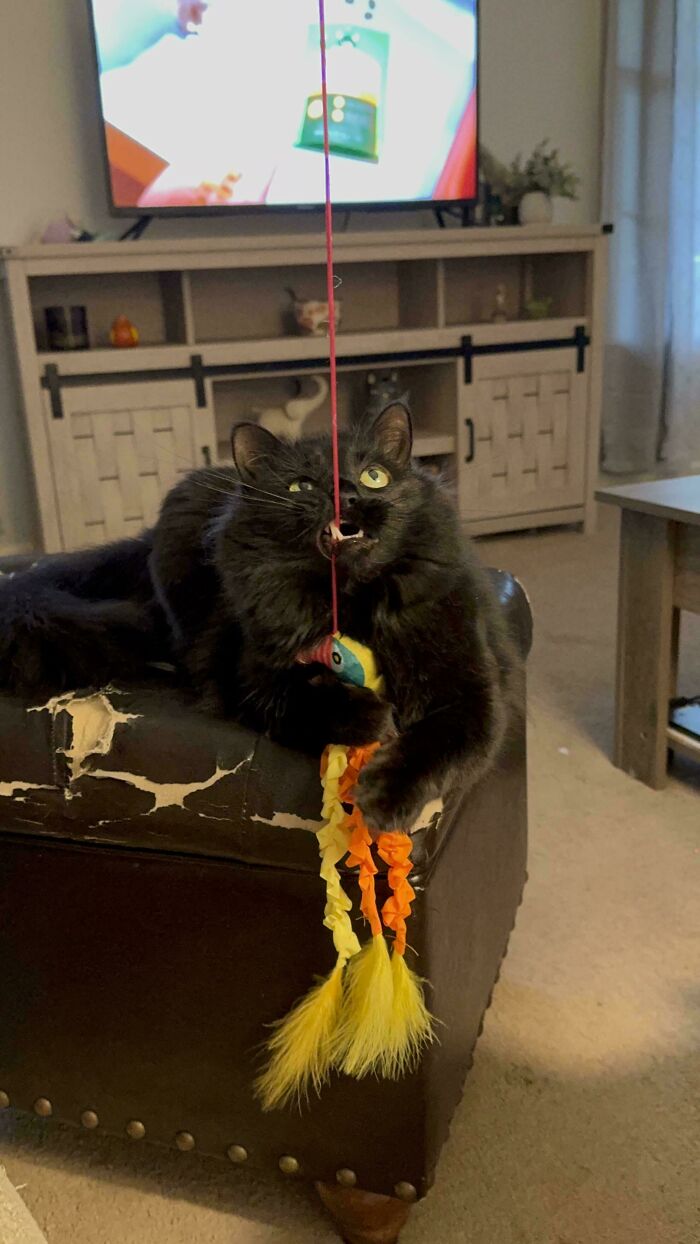 79 Derpy Animals Who Somehow Manage To Be Ridiculous Without Even Trying (New Pics) 79 Derpy Animals Who Somehow Manage To Be Ridiculous Without Even Trying (New Pics)