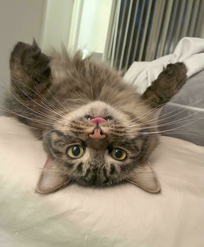 79 Derpy Animals Who Somehow Manage To Be Ridiculous Without Even Trying (New Pics) 79 Derpy Animals Who Somehow Manage To Be Ridiculous Without Even Trying (New Pics)