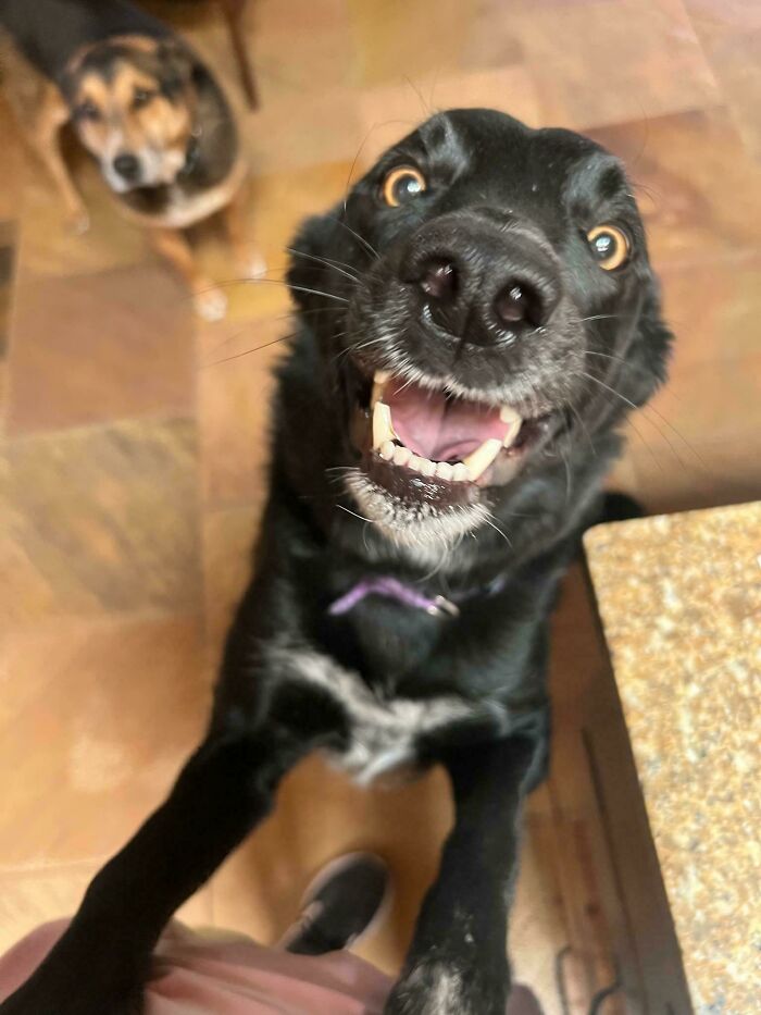 79 Derpy Animals Who Somehow Manage To Be Ridiculous Without Even Trying (New Pics) 79 Derpy Animals Who Somehow Manage To Be Ridiculous Without Even Trying (New Pics)