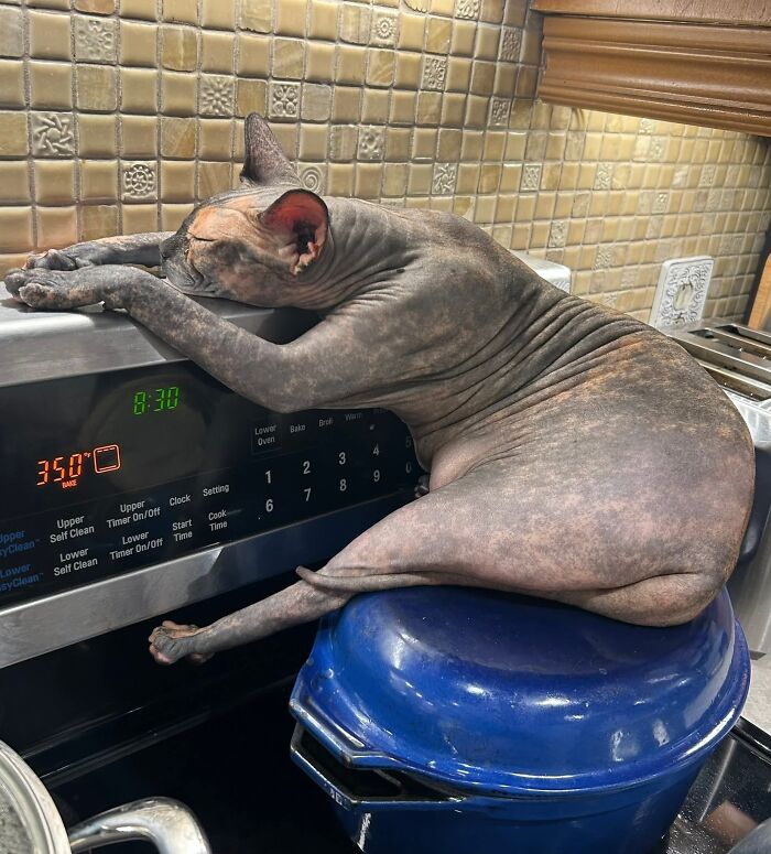79 Derpy Animals Who Somehow Manage To Be Ridiculous Without Even Trying (New Pics) 79 Derpy Animals Who Somehow Manage To Be Ridiculous Without Even Trying (New Pics)