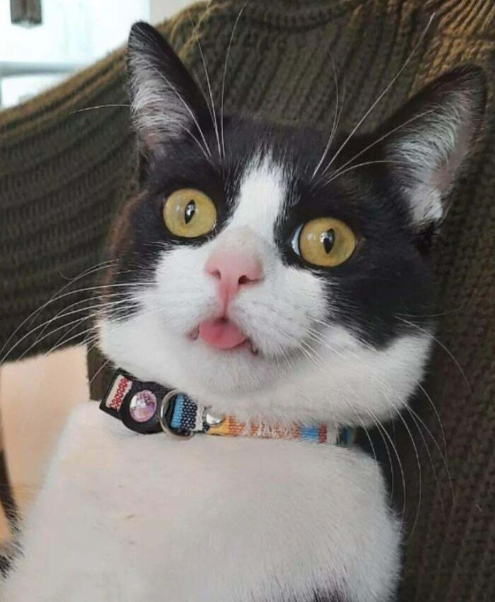 79 Derpy Animals Who Somehow Manage To Be Ridiculous Without Even Trying (New Pics) 79 Derpy Animals Who Somehow Manage To Be Ridiculous Without Even Trying (New Pics)