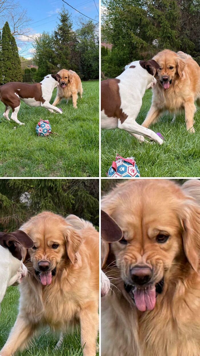 79 Derpy Animals Who Somehow Manage To Be Ridiculous Without Even Trying (New Pics) 79 Derpy Animals Who Somehow Manage To Be Ridiculous Without Even Trying (New Pics)