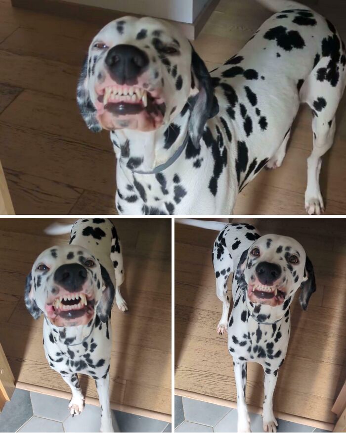 79 Derpy Animals Who Somehow Manage To Be Ridiculous Without Even Trying (New Pics) 79 Derpy Animals Who Somehow Manage To Be Ridiculous Without Even Trying (New Pics)