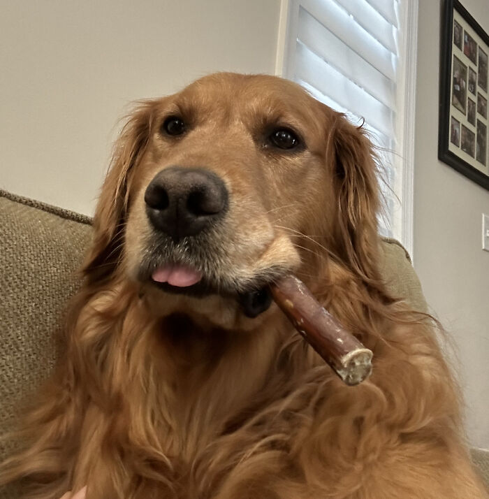 79 Derpy Animals Who Somehow Manage To Be Ridiculous Without Even Trying (New Pics) 79 Derpy Animals Who Somehow Manage To Be Ridiculous Without Even Trying (New Pics)