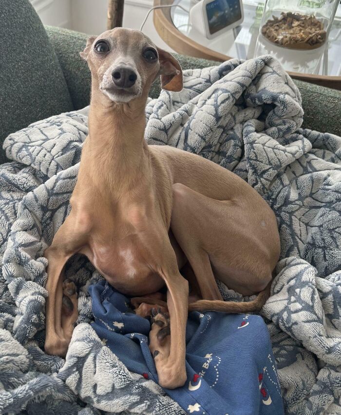 79 Derpy Animals Who Somehow Manage To Be Ridiculous Without Even Trying (New Pics) 79 Derpy Animals Who Somehow Manage To Be Ridiculous Without Even Trying (New Pics)