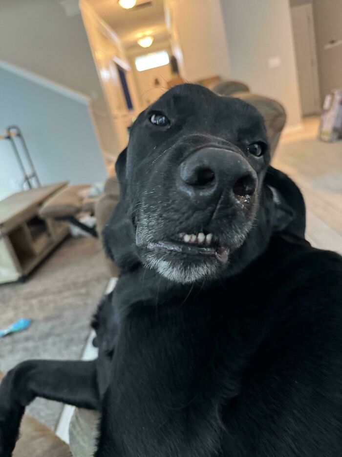 79 Derpy Animals Who Somehow Manage To Be Ridiculous Without Even Trying (New Pics) 79 Derpy Animals Who Somehow Manage To Be Ridiculous Without Even Trying (New Pics)
