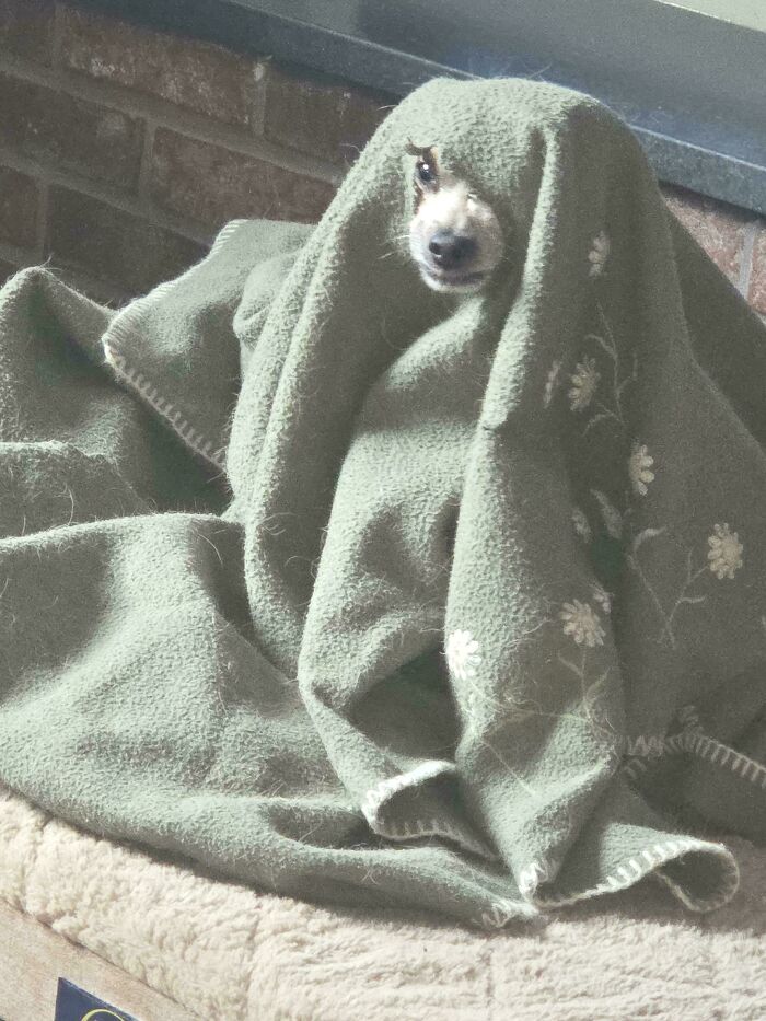 79 Derpy Animals Who Somehow Manage To Be Ridiculous Without Even Trying (New Pics) 79 Derpy Animals Who Somehow Manage To Be Ridiculous Without Even Trying (New Pics)