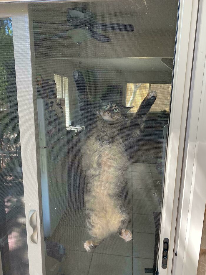 79 Derpy Animals Who Somehow Manage To Be Ridiculous Without Even Trying (New Pics) 79 Derpy Animals Who Somehow Manage To Be Ridiculous Without Even Trying (New Pics)