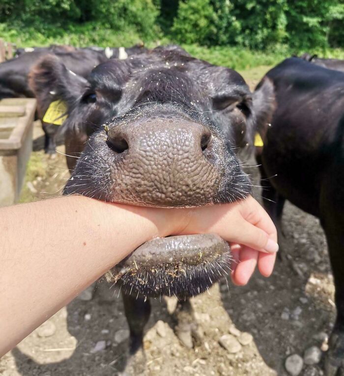 79 Derpy Animals Who Somehow Manage To Be Ridiculous Without Even Trying (New Pics) 79 Derpy Animals Who Somehow Manage To Be Ridiculous Without Even Trying (New Pics)
