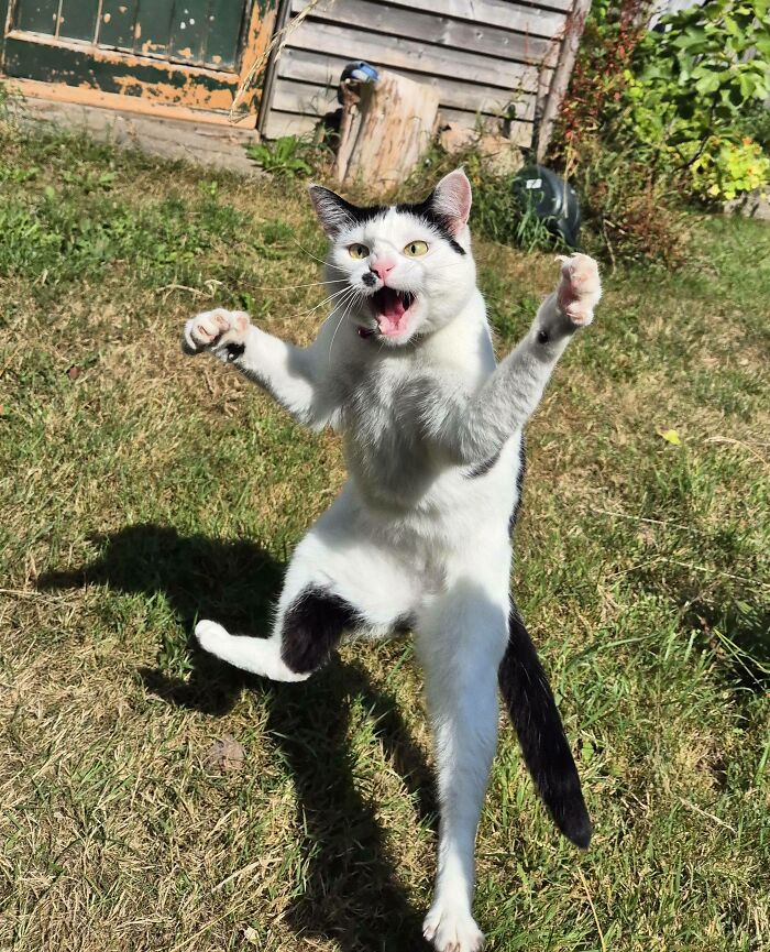 79 Derpy Animals Who Somehow Manage To Be Ridiculous Without Even Trying (New Pics) 79 Derpy Animals Who Somehow Manage To Be Ridiculous Without Even Trying (New Pics)