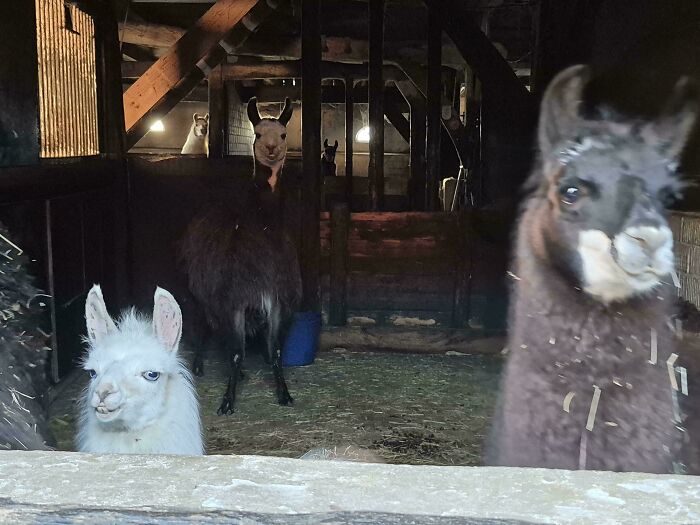 79 Derpy Animals Who Somehow Manage To Be Ridiculous Without Even Trying (New Pics) 79 Derpy Animals Who Somehow Manage To Be Ridiculous Without Even Trying (New Pics)
