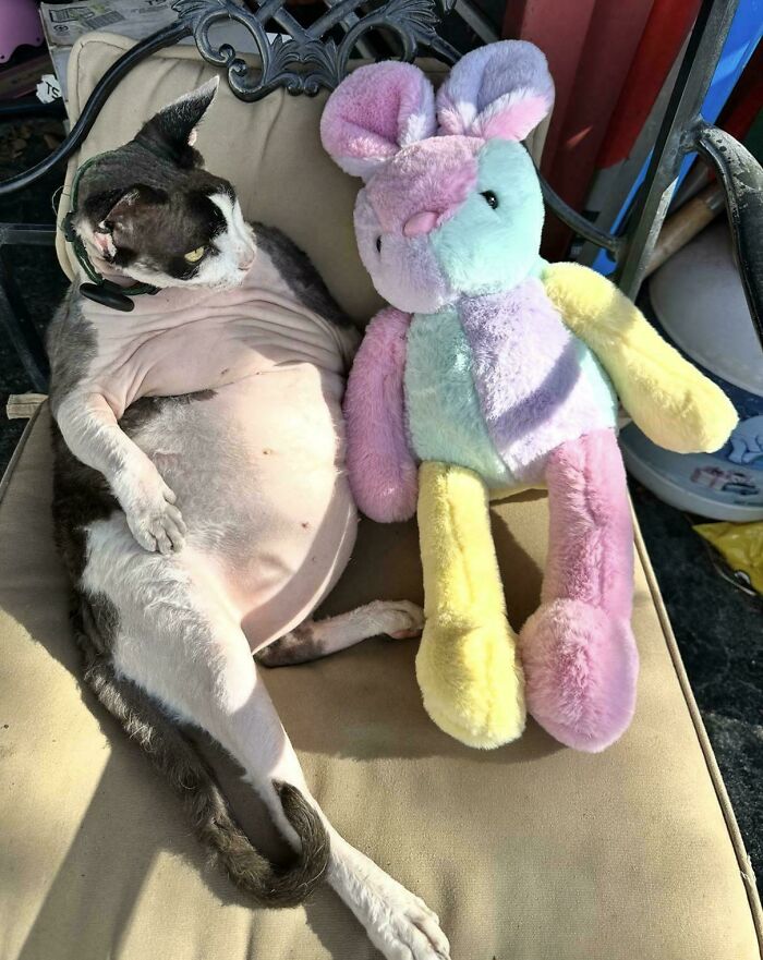 79 Derpy Animals Who Somehow Manage To Be Ridiculous Without Even Trying (New Pics) 79 Derpy Animals Who Somehow Manage To Be Ridiculous Without Even Trying (New Pics)