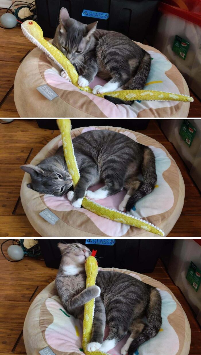 79 Derpy Animals Who Somehow Manage To Be Ridiculous Without Even Trying (New Pics) 79 Derpy Animals Who Somehow Manage To Be Ridiculous Without Even Trying (New Pics)