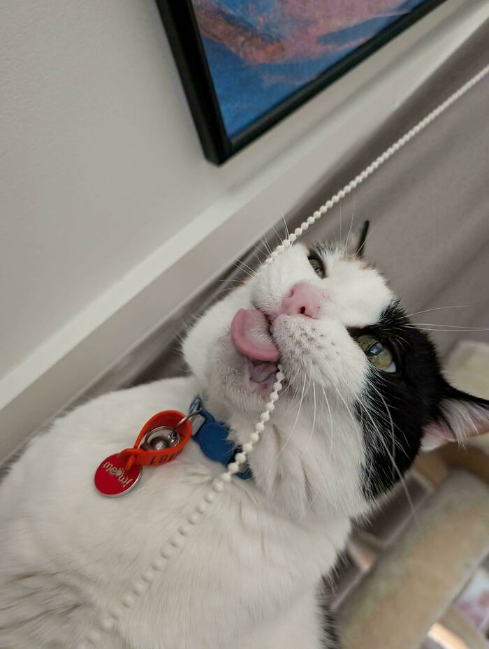 79 Derpy Animals Who Somehow Manage To Be Ridiculous Without Even Trying (New Pics) 79 Derpy Animals Who Somehow Manage To Be Ridiculous Without Even Trying (New Pics)