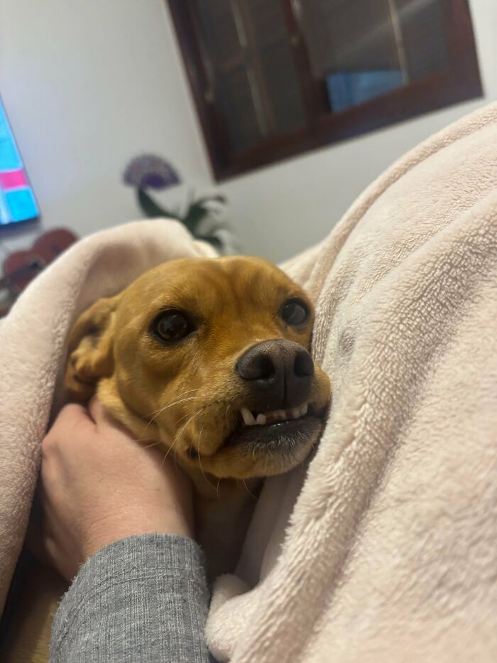 79 Derpy Animals Who Somehow Manage To Be Ridiculous Without Even Trying (New Pics) 79 Derpy Animals Who Somehow Manage To Be Ridiculous Without Even Trying (New Pics)