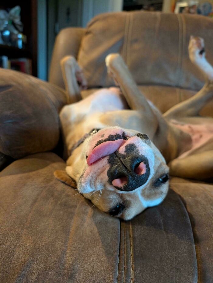 79 Derpy Animals Who Somehow Manage To Be Ridiculous Without Even Trying (New Pics) 79 Derpy Animals Who Somehow Manage To Be Ridiculous Without Even Trying (New Pics)
