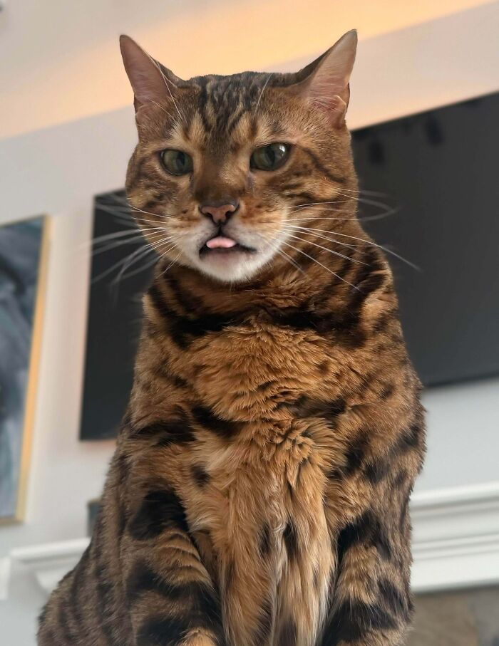 79 Derpy Animals Who Somehow Manage To Be Ridiculous Without Even Trying (New Pics) 79 Derpy Animals Who Somehow Manage To Be Ridiculous Without Even Trying (New Pics)