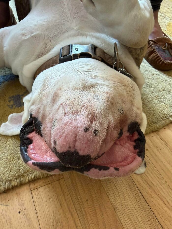 79 Derpy Animals Who Somehow Manage To Be Ridiculous Without Even Trying (New Pics) 79 Derpy Animals Who Somehow Manage To Be Ridiculous Without Even Trying (New Pics)