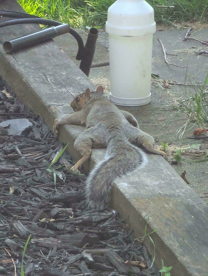 79 Derpy Animals Who Somehow Manage To Be Ridiculous Without Even Trying (New Pics) 79 Derpy Animals Who Somehow Manage To Be Ridiculous Without Even Trying (New Pics)