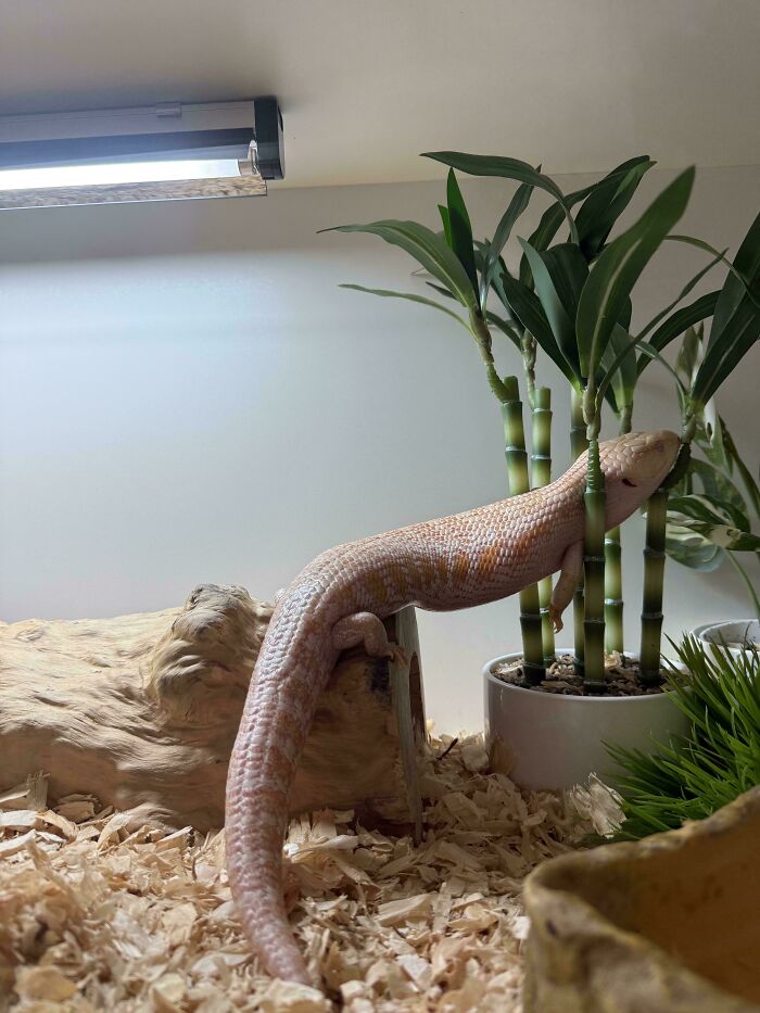 79 Derpy Animals Who Somehow Manage To Be Ridiculous Without Even Trying (New Pics) 79 Derpy Animals Who Somehow Manage To Be Ridiculous Without Even Trying (New Pics)
