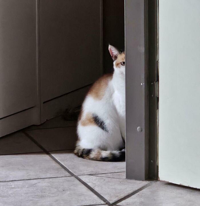 79 Derpy Animals Who Somehow Manage To Be Ridiculous Without Even Trying (New Pics) 79 Derpy Animals Who Somehow Manage To Be Ridiculous Without Even Trying (New Pics)