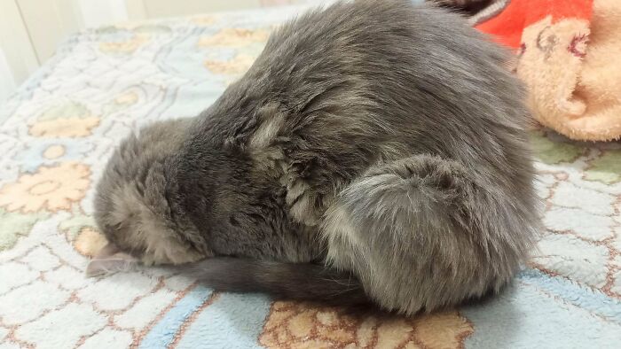 79 Derpy Animals Who Somehow Manage To Be Ridiculous Without Even Trying (New Pics) 79 Derpy Animals Who Somehow Manage To Be Ridiculous Without Even Trying (New Pics)