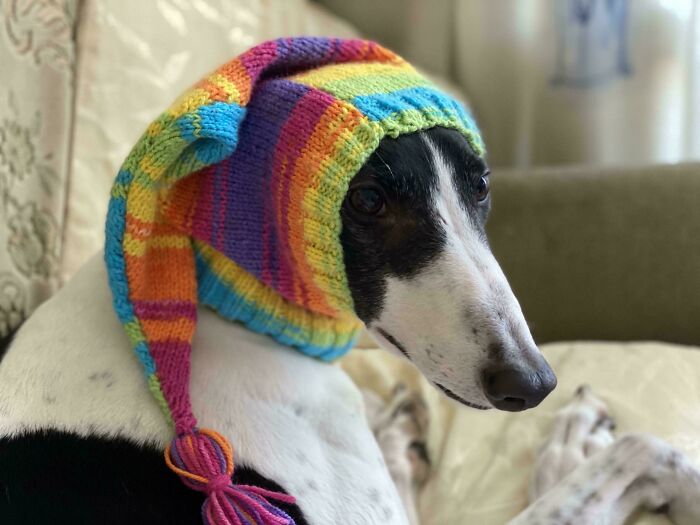 79 Derpy Animals Who Somehow Manage To Be Ridiculous Without Even Trying (New Pics) 79 Derpy Animals Who Somehow Manage To Be Ridiculous Without Even Trying (New Pics)