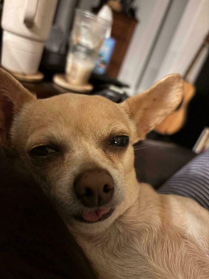 79 Derpy Animals Who Somehow Manage To Be Ridiculous Without Even Trying (New Pics) 79 Derpy Animals Who Somehow Manage To Be Ridiculous Without Even Trying (New Pics)