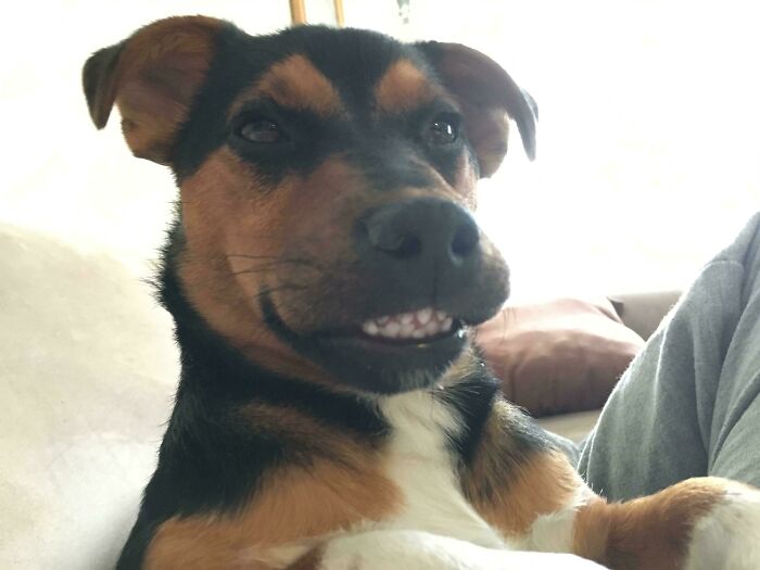 79 Derpy Animals Who Somehow Manage To Be Ridiculous Without Even Trying (New Pics) 79 Derpy Animals Who Somehow Manage To Be Ridiculous Without Even Trying (New Pics)