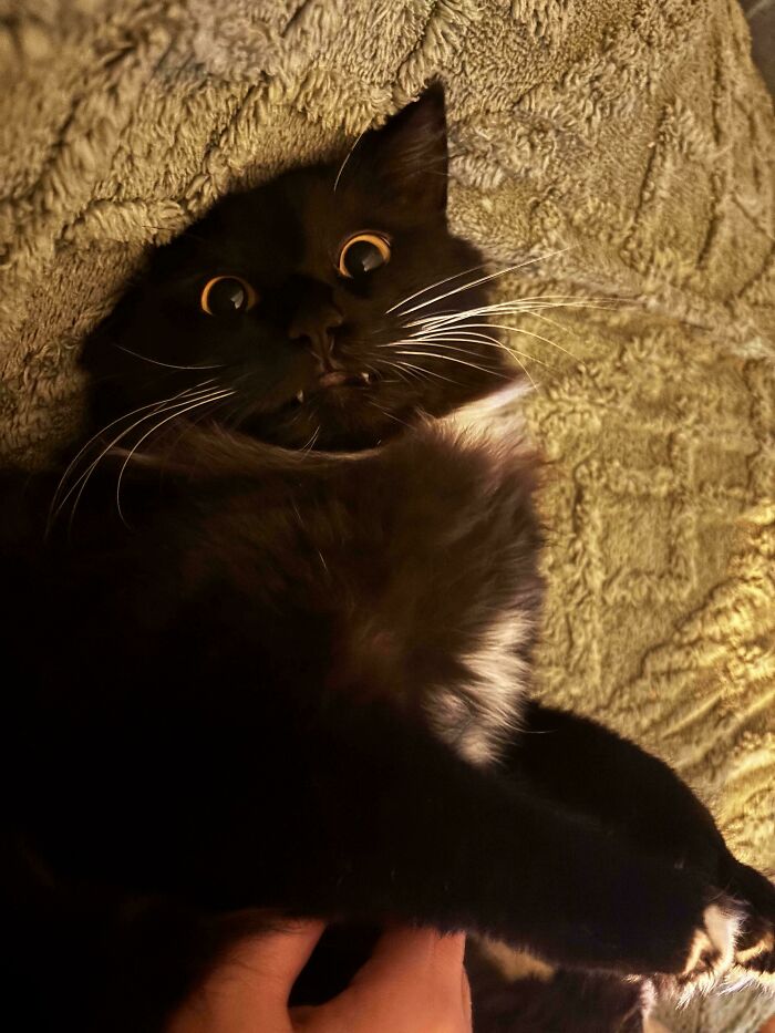 79 Derpy Animals Who Somehow Manage To Be Ridiculous Without Even Trying (New Pics) 79 Derpy Animals Who Somehow Manage To Be Ridiculous Without Even Trying (New Pics)