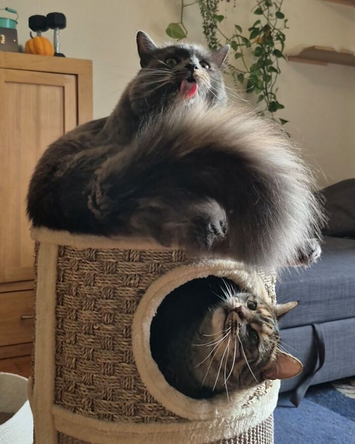 79 Derpy Animals Who Somehow Manage To Be Ridiculous Without Even Trying (New Pics) 79 Derpy Animals Who Somehow Manage To Be Ridiculous Without Even Trying (New Pics)