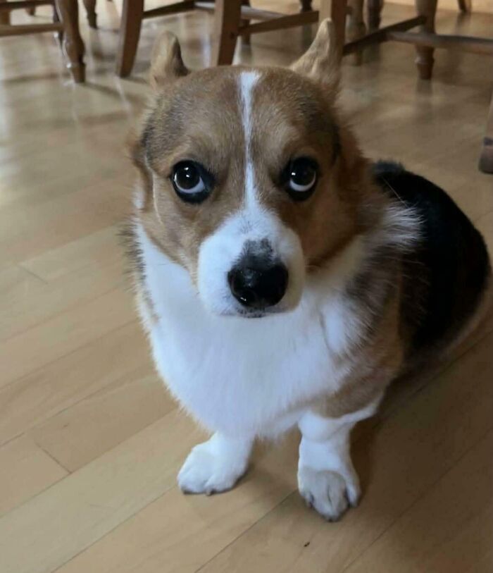 79 Derpy Animals Who Somehow Manage To Be Ridiculous Without Even Trying (New Pics) 79 Derpy Animals Who Somehow Manage To Be Ridiculous Without Even Trying (New Pics)