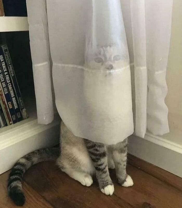79 Derpy Animals Who Somehow Manage To Be Ridiculous Without Even Trying (New Pics) 79 Derpy Animals Who Somehow Manage To Be Ridiculous Without Even Trying (New Pics)