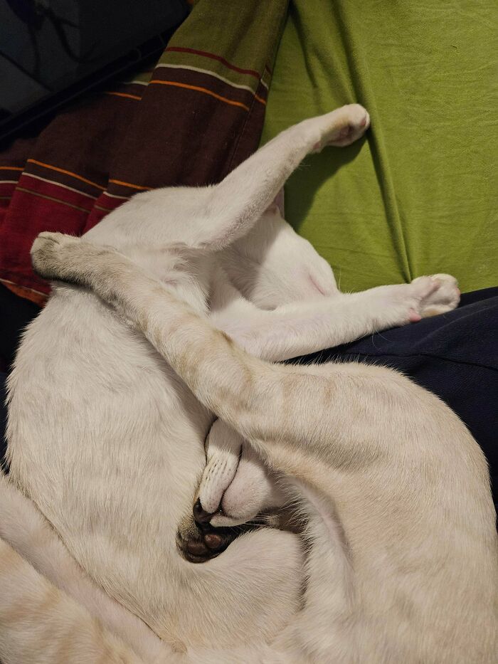 79 Derpy Animals Who Somehow Manage To Be Ridiculous Without Even Trying (New Pics) 79 Derpy Animals Who Somehow Manage To Be Ridiculous Without Even Trying (New Pics)